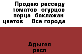 Продаю рассаду томатов, огурцов, перца, баклажан, цветов  - Все города  »    . Адыгея респ.,Майкоп г.